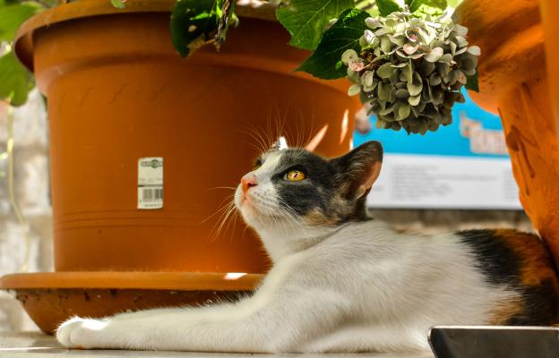 котки и растения