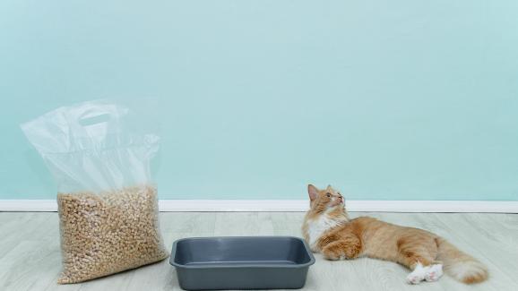 Как да се справим с миризмата на котешката тоалетна