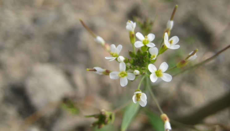 Уикенд - Генетици опровергаха постулат на Дарвин