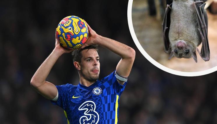 Сесар Аспиликуета - Къщата на Аспиликуета стана леговище на прилепи