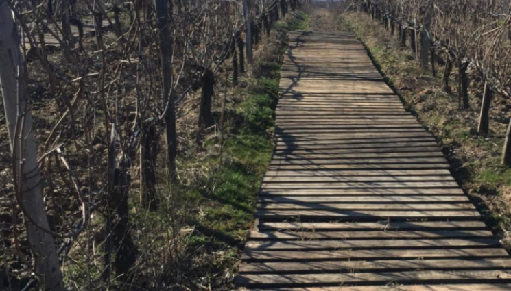 Агро - Агро Телеграф: Обследваме лозите за измръзнали пъпки