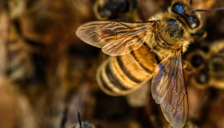 Агро - Агро Телеграф: Броим акарите в кошера с лепкава хартия