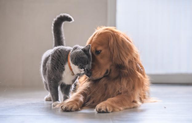 куче и котка