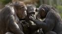 Шимпанзетата учат от събратята си как да чупят ядки