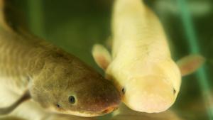 Матусал е най-старата жива аквариумна риба в света (ВИДЕО)
