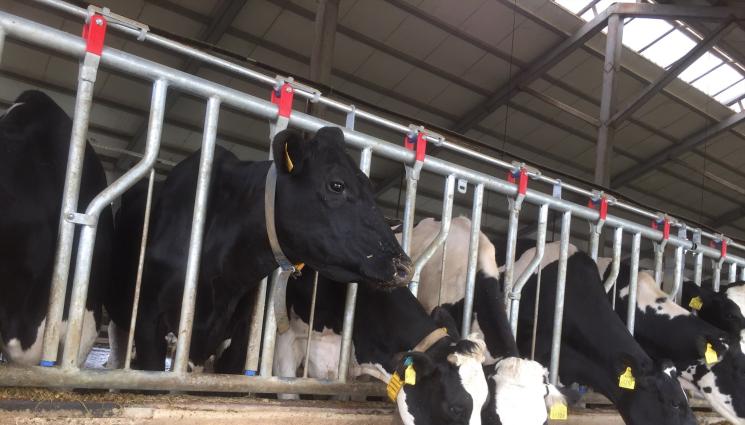 крави - 1 милиард лв. вземат фермерите до юни