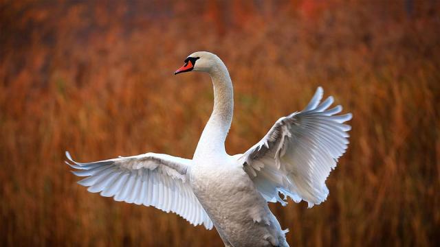 Заблуден лебед спря движението в лондонското метро
