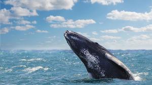 Спасителна операция за живота на кит, който излезе край брега близо до Атина 