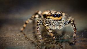 Паяците могат да изядат змия, 30 пъти по-голяма от тях
