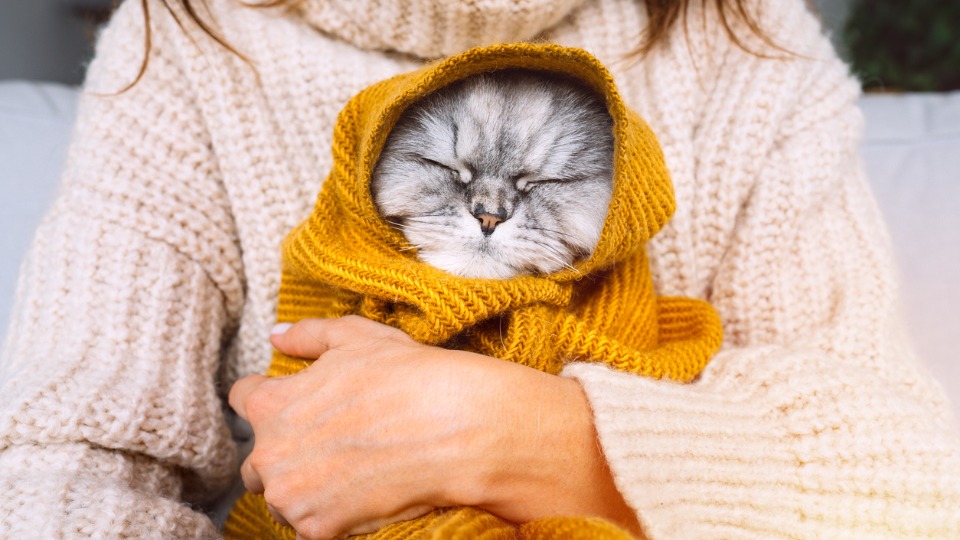 жена котка коте уют зима есен студ пуловер
