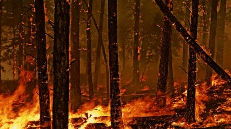 Горски пожар