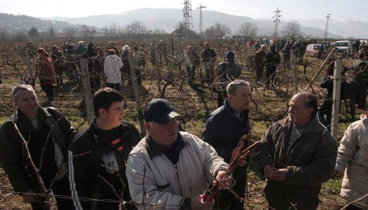 Агро - Агро Телеграф: Зарязваме лозята след големите студове