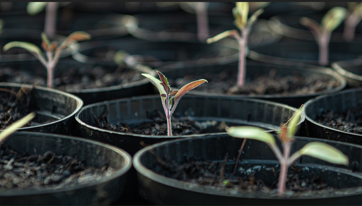 Агро - Агро Телеграф: Не сейте семената много надълбоко