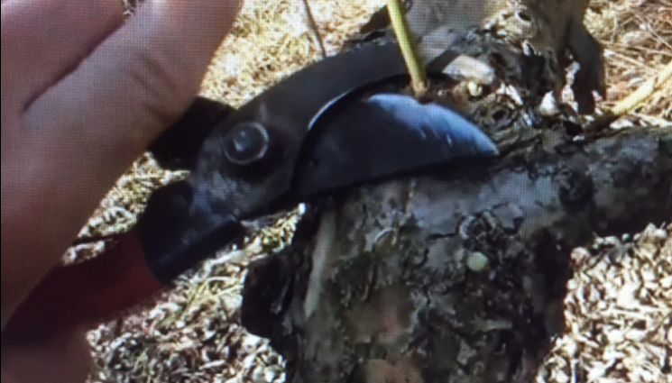 Агро - Агро Телеграф: Подрязваме дряна, преди да разцъфти