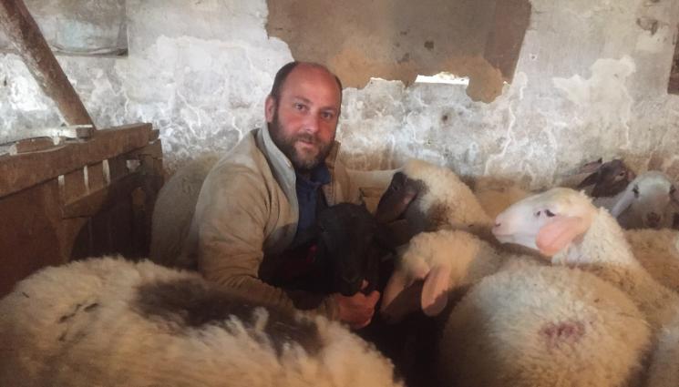 Агро - Агро Телеграф: Стресът може да предизвика аборт при овцете