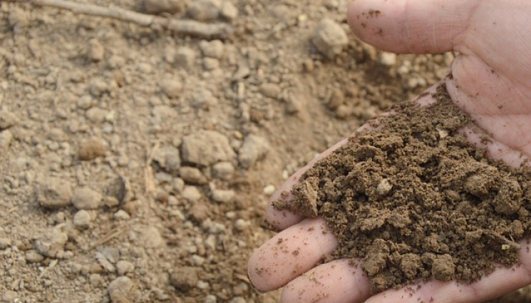 Агро - Агро Телеграф: Садете моркови и зеле в песъчливи почви