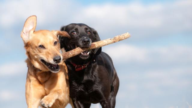 Маратон за кучета в Мексико събра 300 лаещи състезатели