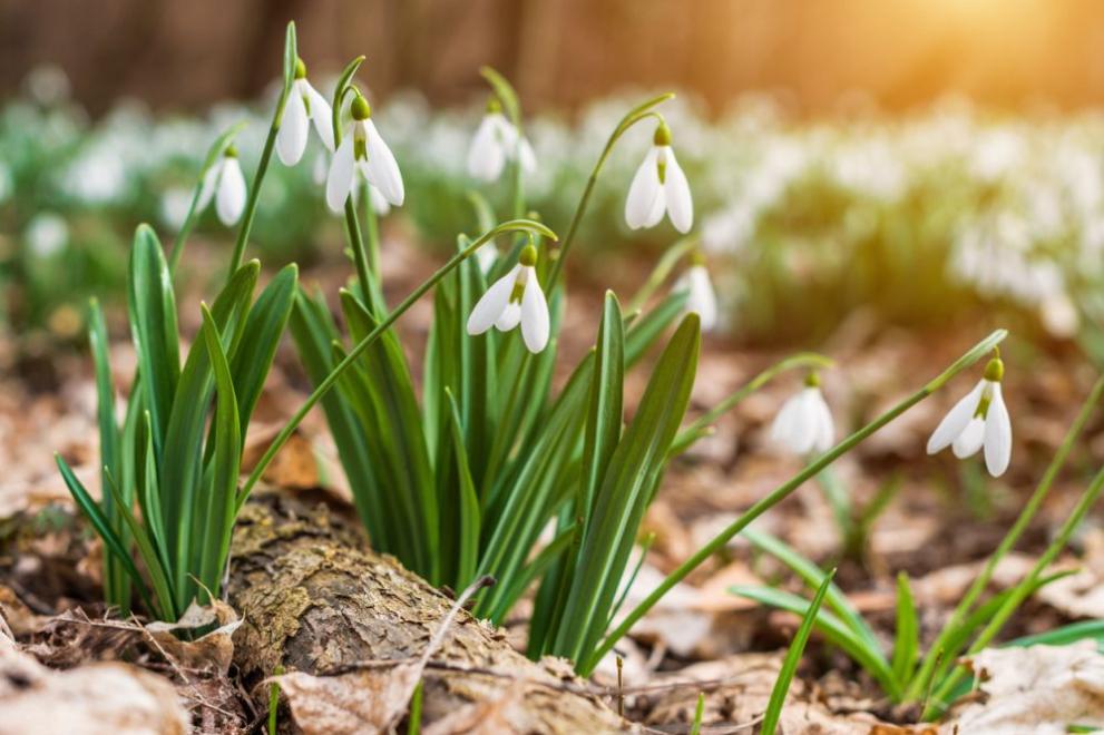 Най-ниските температури през февруари у нас ще бъдат предимно между