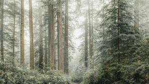 От чилийската араукария в Перу до Евкалиптус глобулус в Австралия