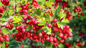 Глогът се използва като храна и лекарство от хилядолетия насам