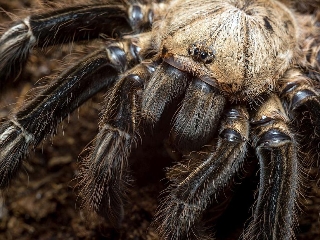 Огромен паяк предизвика автомобилна катастрофа в калифорнийски национален парк съобщи