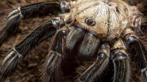 Отровата на вид тарантула паяк птицеяд може да помогне за