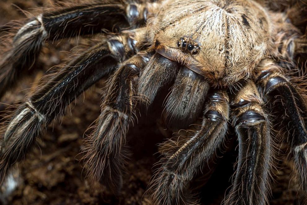 Отровата на вид тарантула (паяк птицеяд) може да помогне за