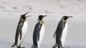 Шум от кораби застрашава пингвини в Южна Африка