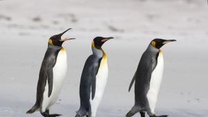 Северните елени и императорските пингвини са сред видовете към които
