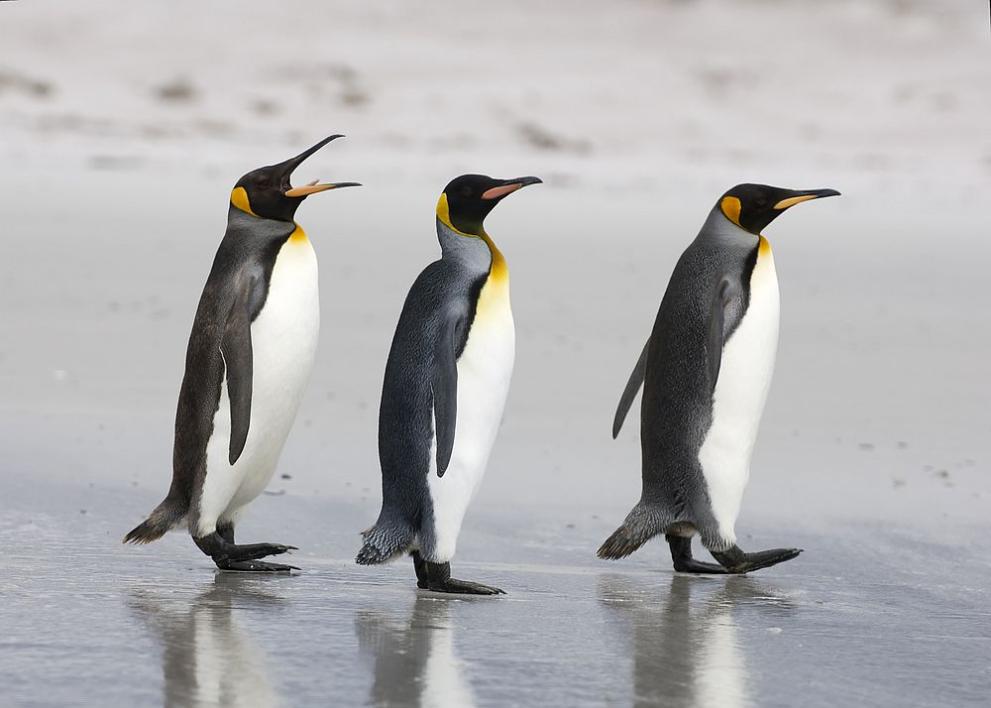 Африканските пингвини, които са застрашен вид, изчезват от естествения си
