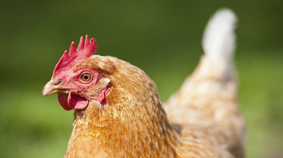 Кокошка се опита да проникне в Пентагона