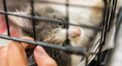 осиновяване на коте