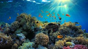 Над 90 процента от коралите в Големия бариерен риф изследвани