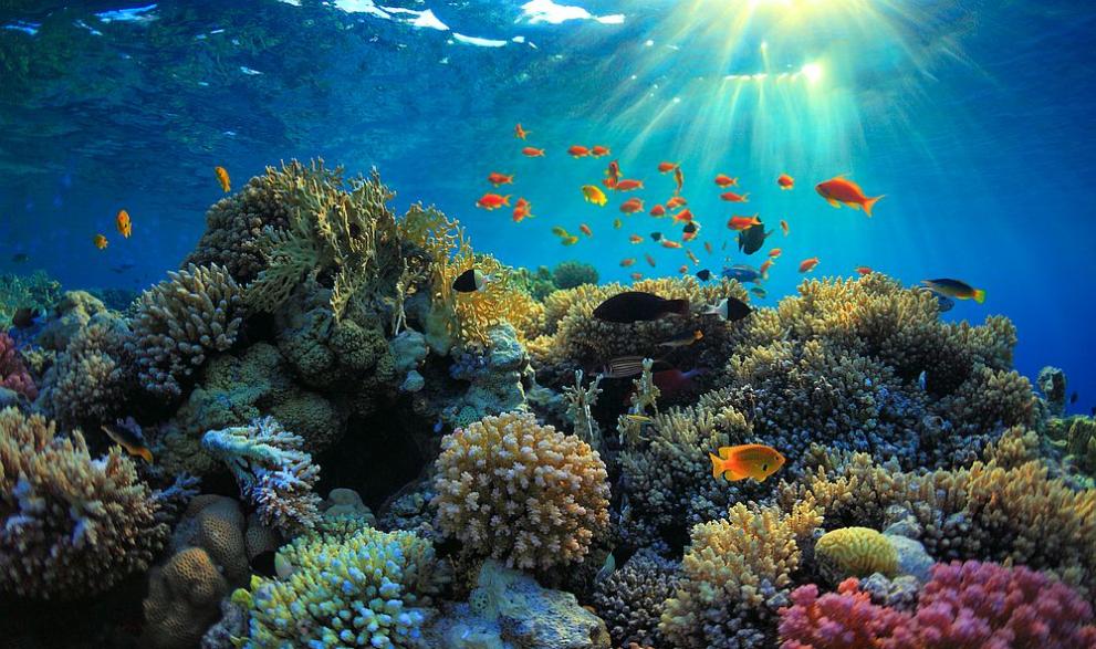Кораловите рифове, необходими за оцеляването на половин милиард души, е