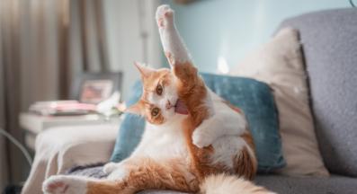 котка се чеше и ближе