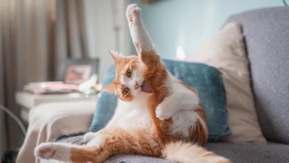 Котешки паразити - Стр.1 - DogsAndCats.bg
