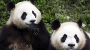 Гигантските панди Жуй и Диндин които живеят в Московския зоопарк