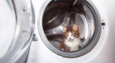 коте се крие