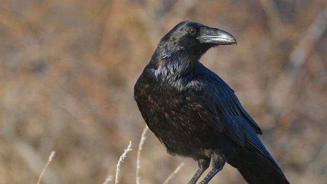 Шведска компания наема гарвани на работа да събират фасове по улиците