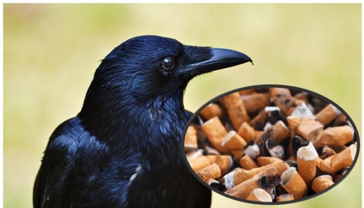 i - Компания наема гарвани на работа да събират фасове по улиците, били на нивото на 7-годишно дете