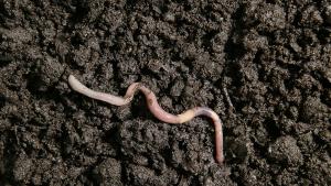 Непознат досега вид чукоглав червей е открит в Европа Представителите