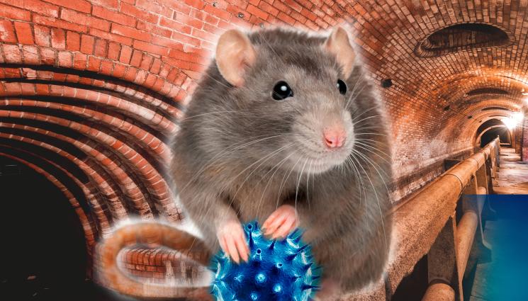 плъх канализация - БЕЗКРАЙНА БИТКА: Плъзнаха хиляди плъхове заради коронавируса