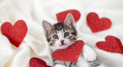 влюбени котета