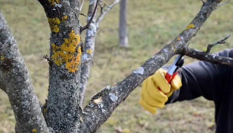 Агро - Агро Телеграф: Настъпи часът за резитба на овошки и лозя