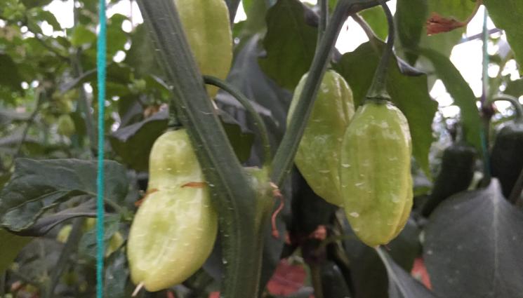 Агро - Агро Телеграф: Сеем пипер, когато месечината се пълни