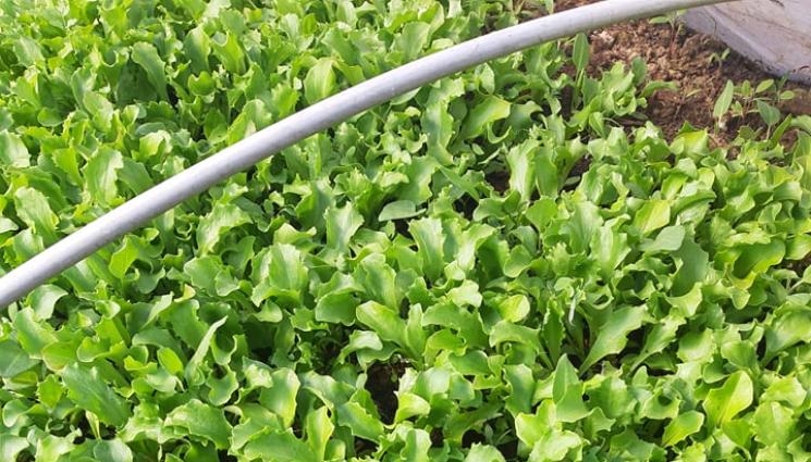 Агро - Агро Телеграф: Правим разсад от марули в дива почва