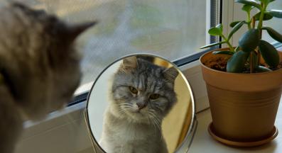 котка в огледало