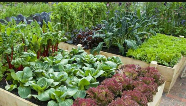 Агро - Агро Телеграф: Повдигаме лехите за здрав зарзават