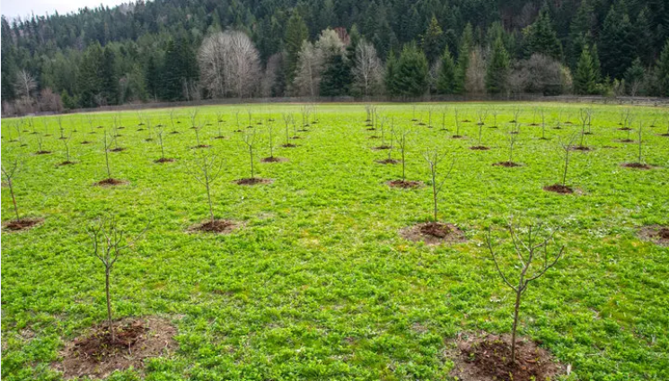 Агро - Агро Телеграф: Садим овошки в ранна пролет