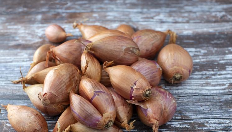 Агро - Агро Телеграф: Правим си кула с лук на прозореца